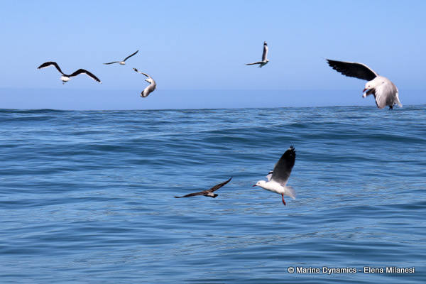 Hartlaub's gulls, South Africa 